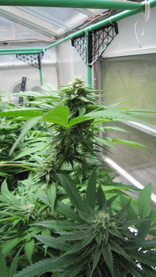 Runtz Mintz Cream by SnowShoe Joe. Week 21 - Plant #5