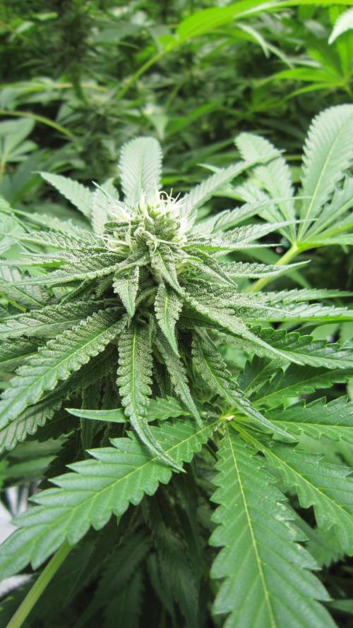 Runtz Mintz Cream by SnowShoe Joe. Week 21 - Plant #5