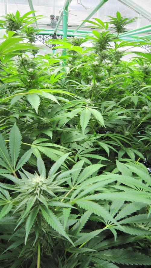 Runtz Mintz Cream by SnowShoe Joe. Week 21 - Plant #6