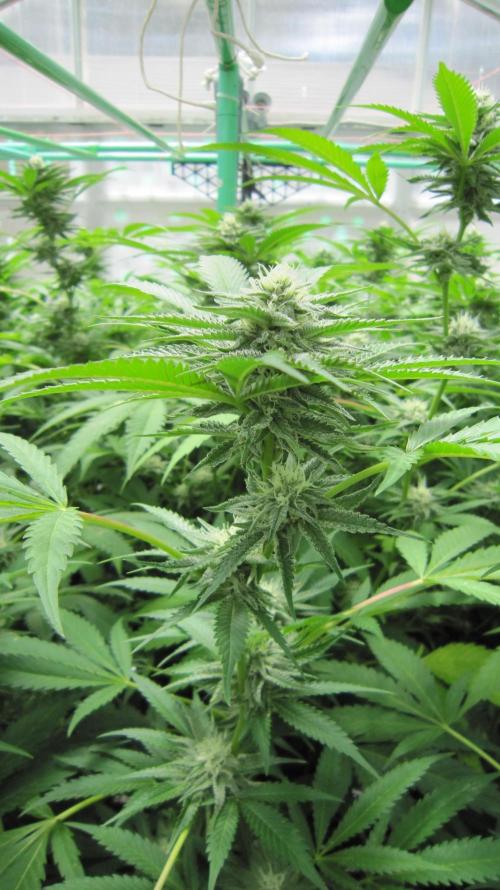Runtz Mintz Cream by SnowShoe Joe. Week 21 - Plant #6