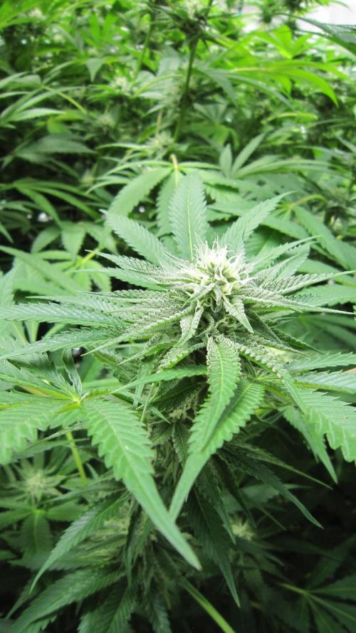 Runtz Mintz Cream by SnowShoe Joe. Week 21 - Plant #6