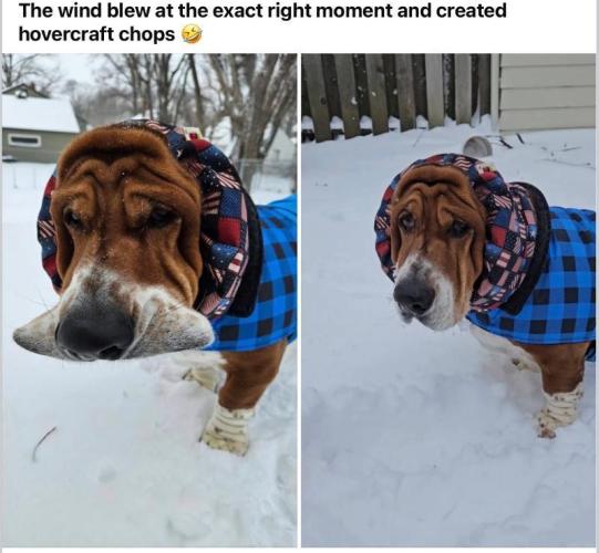 Runtz Mintz Cream by SnowShoe Joe. Week 21 - Hamer head dog.