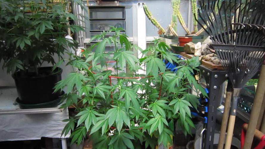 Gorilla Gelato - Ganja Seeds