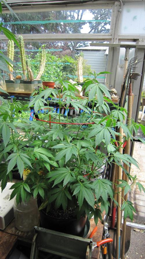 Gorilla Gelato - Ganja Seeds. Week 13 - Gorilla Gelato - GG -