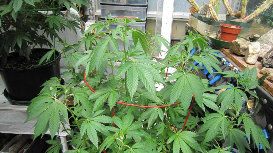 Gorilla Gelato - Ganja Seeds. Week 13 - GG