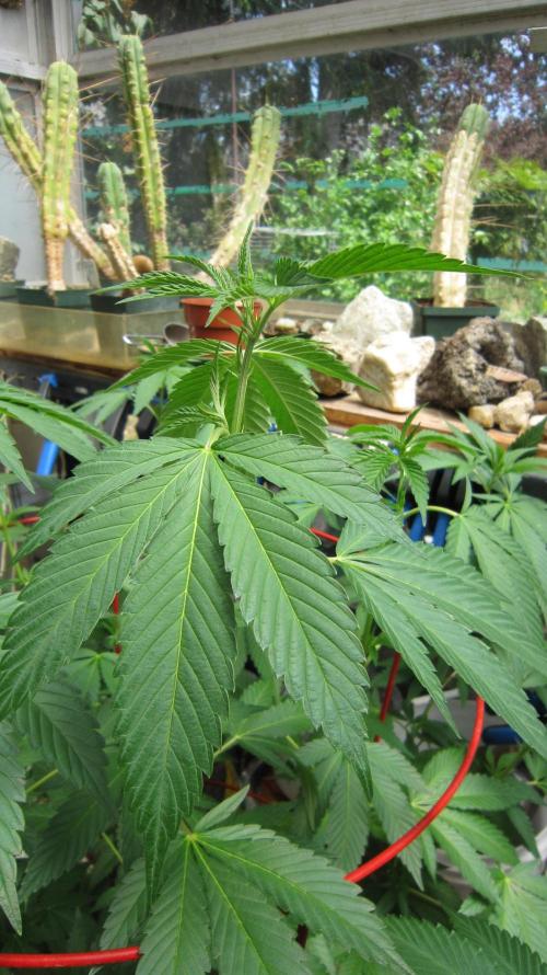 Gorilla Gelato - Ganja Seeds. Week 13 - GG