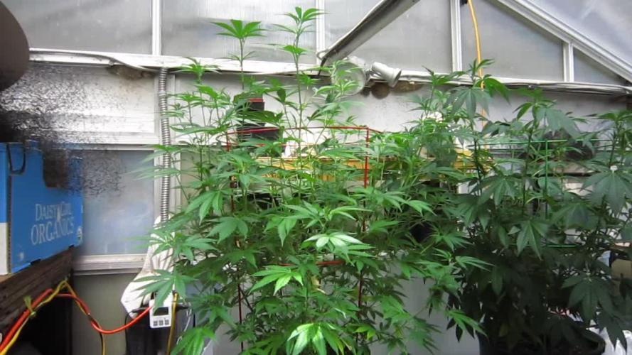 M.A.C.-Sensible Seeds-Premium Selection