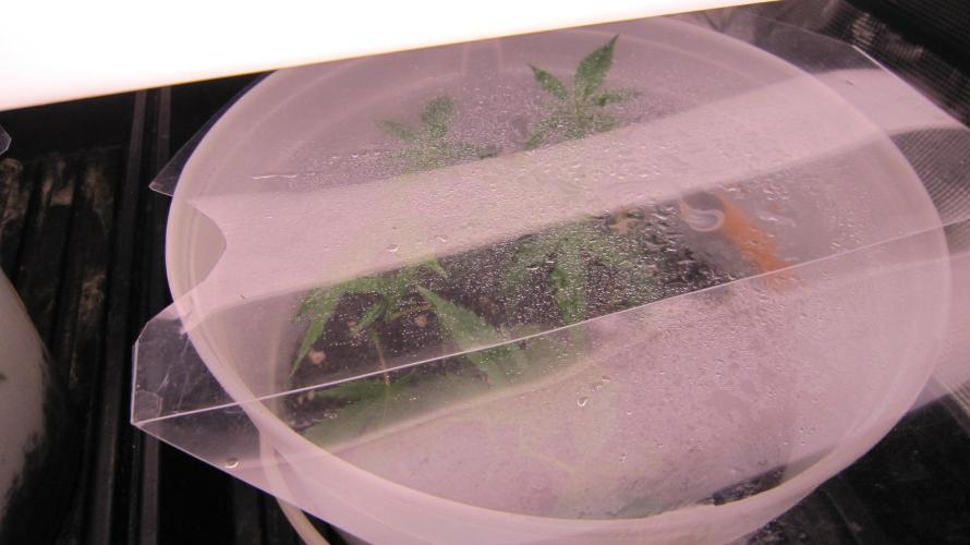 M.A.C.-Sensible Seeds-Premium Selection. Week 14 - They need 90% to 95% rh for the first week.. with the florescent light left on.