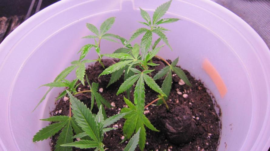 M.A.C.-Sensible Seeds-Premium Selection. Week 14 - Soil on the bottom and the peat pucks pressed in... covered about 1/3.