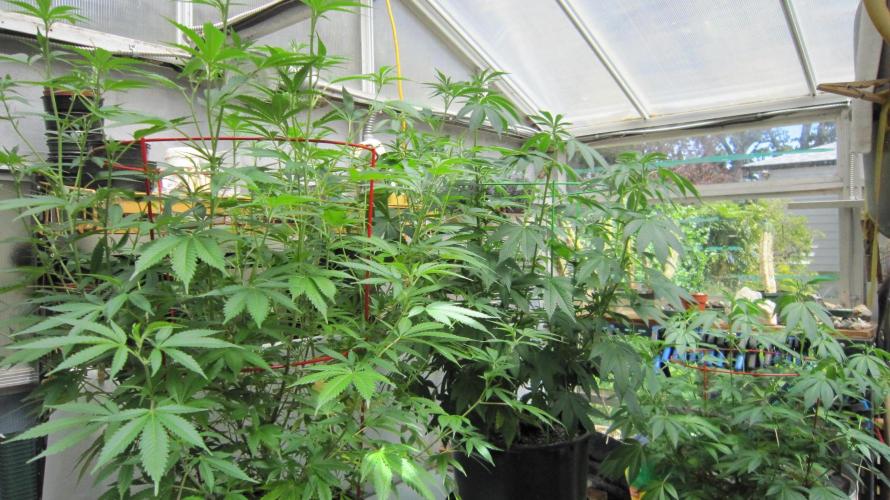 M.A.C.-Sensible Seeds-Premium Selection. Week 14 - M.A.C.