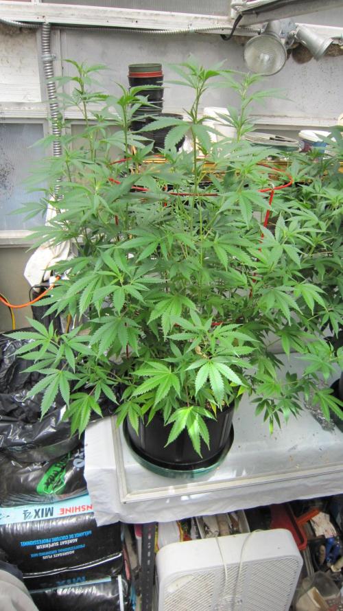 M.A.C.-Sensible Seeds-Premium Selection. Week 14 - M.A.C.
