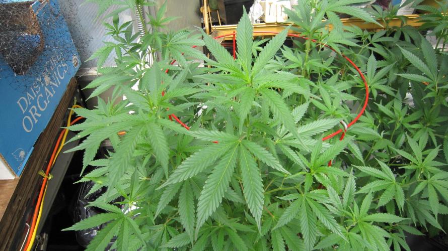 M.A.C.-Sensible Seeds-Premium Selection. Week 14 - M.A.C.