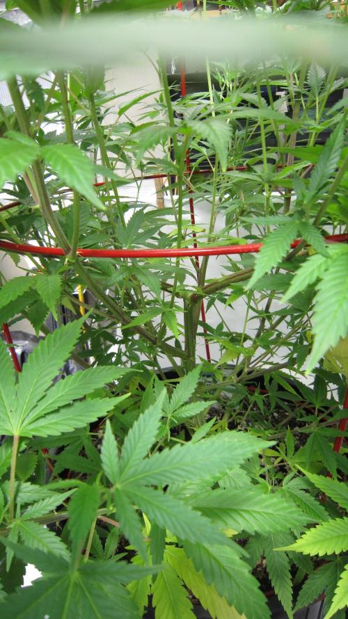 M.A.C.-Sensible Seeds-Premium Selection. Week 14 - M.A.C.