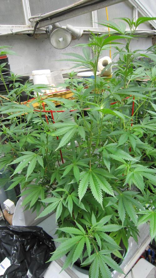M.A.C.-Sensible Seeds-Premium Selection. Week 14 - M.A.C.