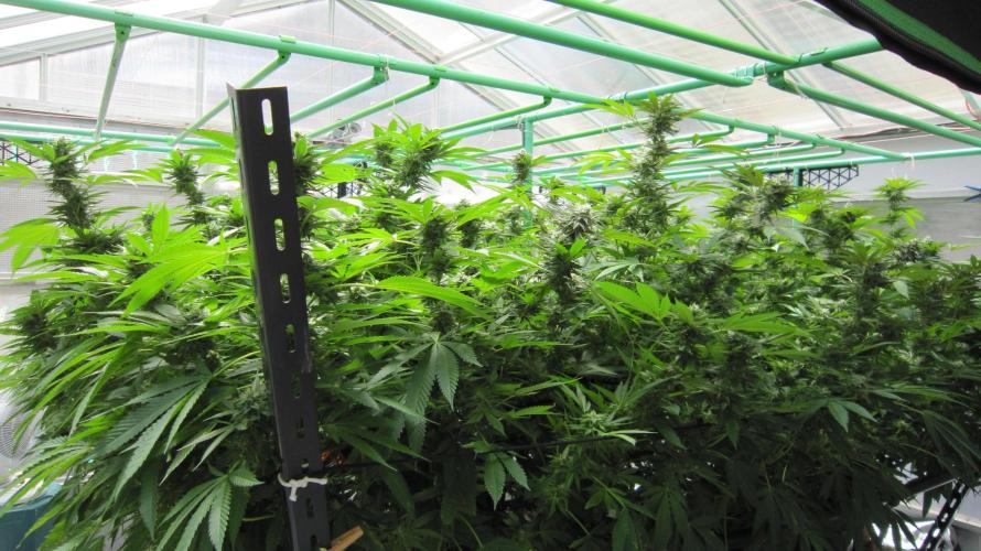 Runtz Mintz Cream by SnowShoe Joe. Week 22 - Runtz Mintz Cream - 6 Female Plants from reg seeds. Facing Southwest 