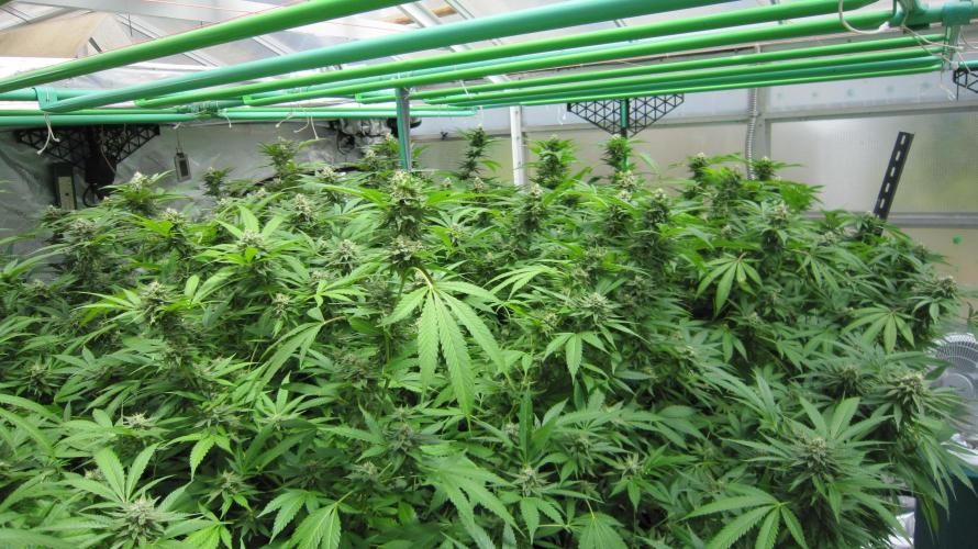 Runtz Mintz Cream by SnowShoe Joe. Week 22 - Facing Northeast