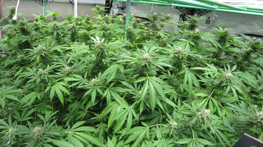 Runtz Mintz Cream by SnowShoe Joe. Week 22 - Facing Northwest