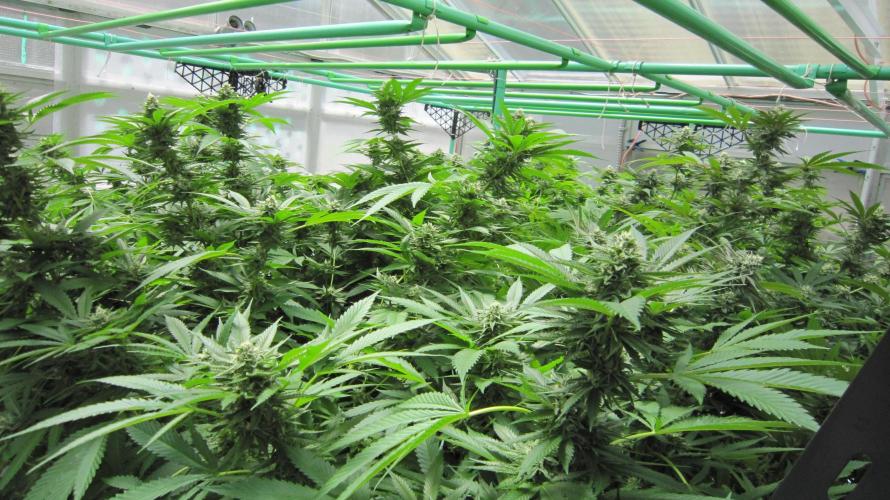 Runtz Mintz Cream by SnowShoe Joe. Week 22 - Plant #1