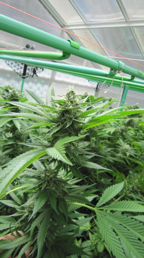 Runtz Mintz Cream by SnowShoe Joe. Week 22 - Plant #1