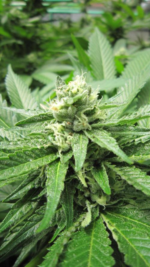 Runtz Mintz Cream by SnowShoe Joe. Week 22 - Plant #1
