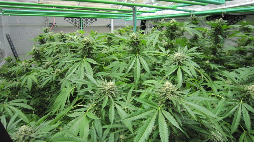 Runtz Mintz Cream by SnowShoe Joe. Week 22 - Plant #2