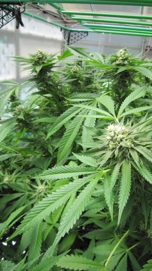 Runtz Mintz Cream by SnowShoe Joe. Week 22 - Plant #2