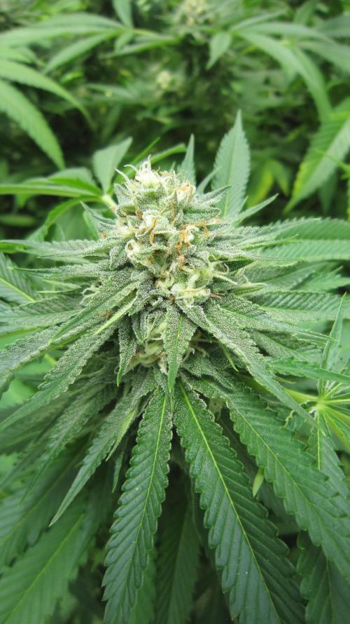 Runtz Mintz Cream by SnowShoe Joe. Week 22 - Plant #2