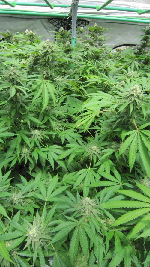 Runtz Mintz Cream by SnowShoe Joe. Week 22 - Plant #3
