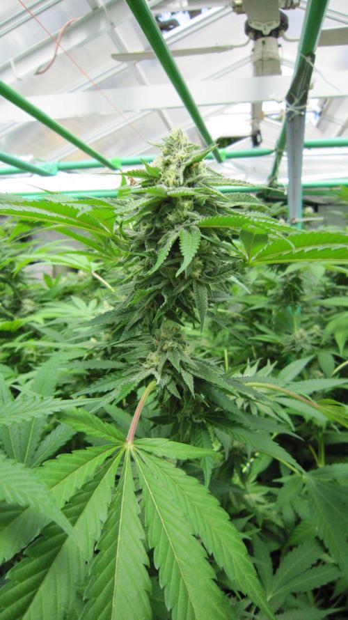 Runtz Mintz Cream by SnowShoe Joe. Week 22 - Plant #3