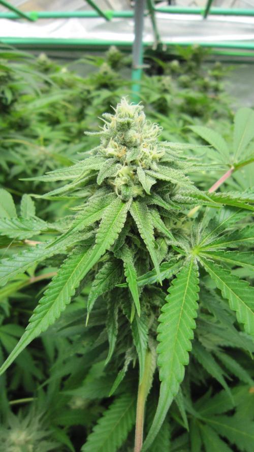 Runtz Mintz Cream by SnowShoe Joe. Week 22 - Plant #3