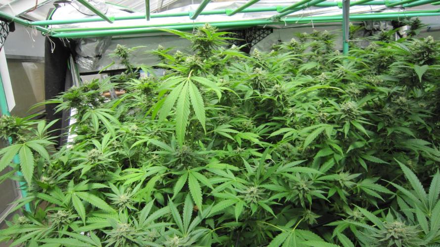 Runtz Mintz Cream by SnowShoe Joe. Week 22 - Plant #4