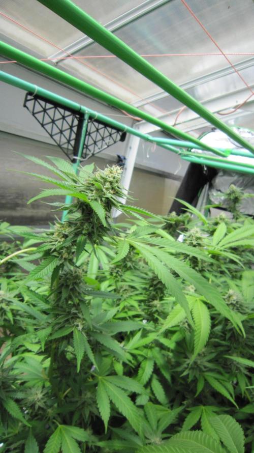 Runtz Mintz Cream by SnowShoe Joe. Week 22 - Plant #4