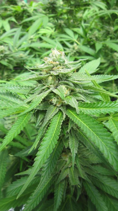 Runtz Mintz Cream by SnowShoe Joe. Week 22 - Plant #4