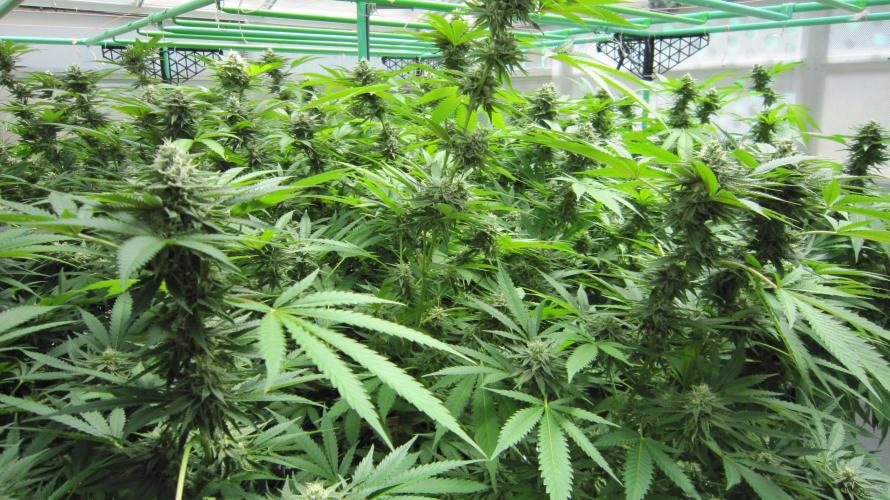 Runtz Mintz Cream by SnowShoe Joe. Week 22 - Plant #5
