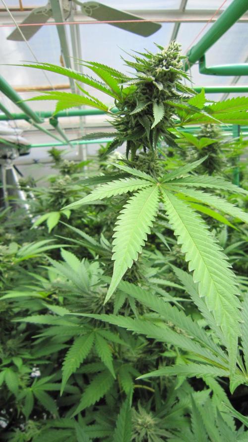Runtz Mintz Cream by SnowShoe Joe. Week 22 - Plant #5