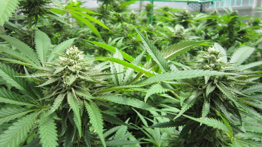Runtz Mintz Cream by SnowShoe Joe. Week 22 - Plant #5
