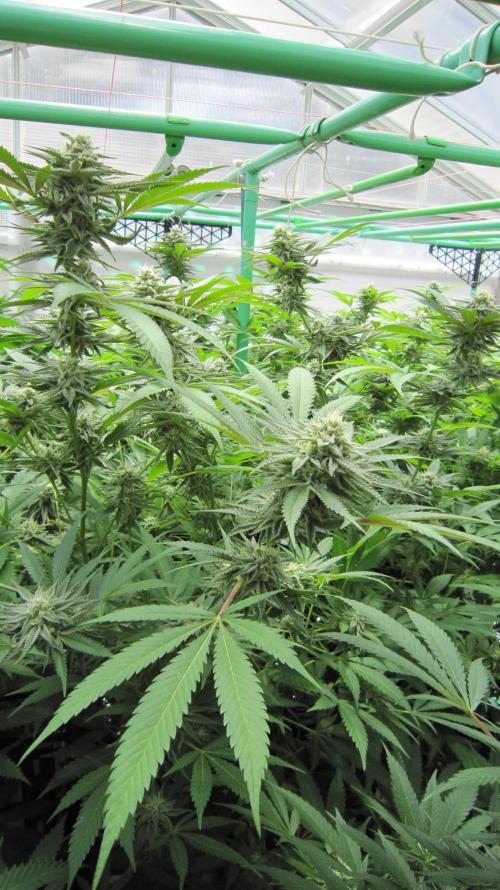 Runtz Mintz Cream by SnowShoe Joe. Week 22 - Plant #6