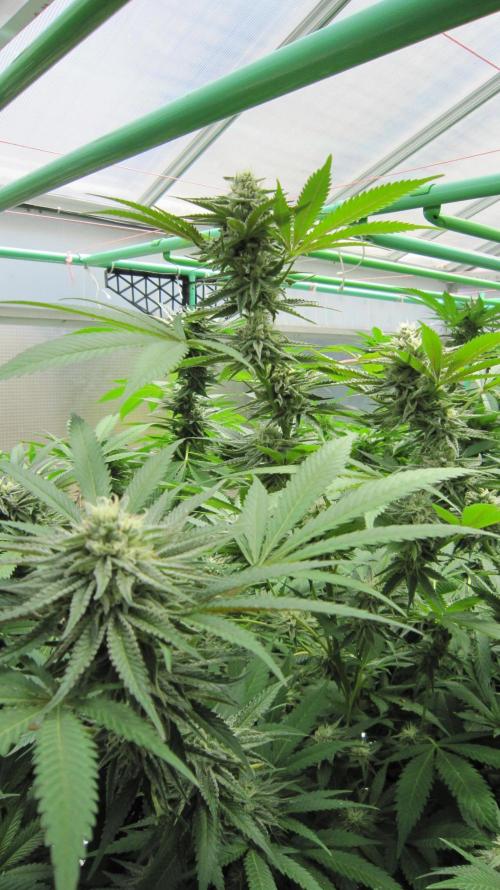 Runtz Mintz Cream by SnowShoe Joe. Week 22 - Plant #6