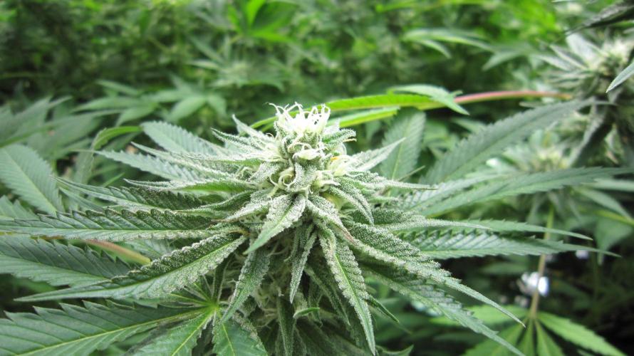Runtz Mintz Cream by SnowShoe Joe. Week 22 - Plant #6