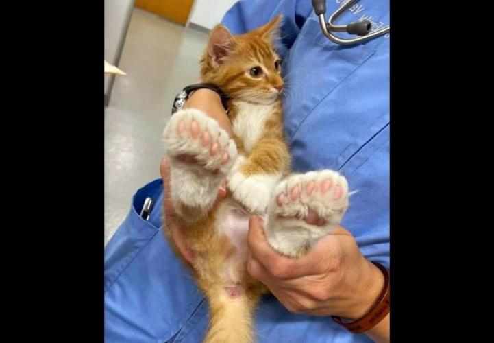 Runtz Mintz Cream by SnowShoe Joe. Week 22 - My... What big feet you have... Count all those toes... and claws.