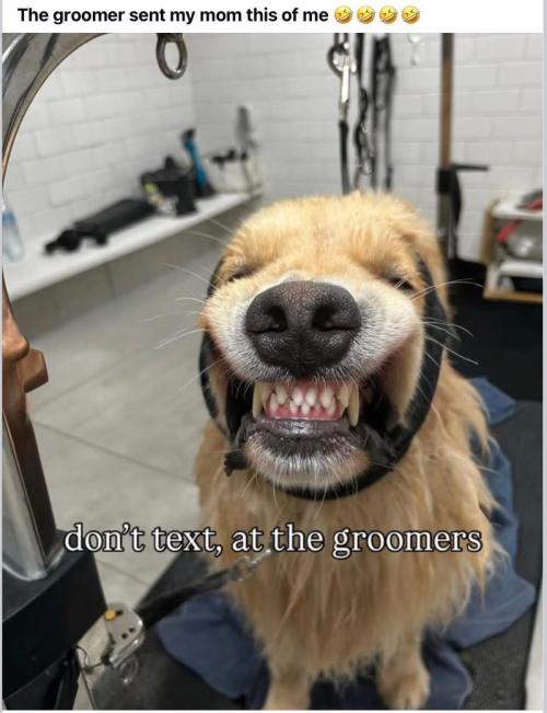 Runtz Mintz Cream by SnowShoe Joe. Week 22 - Why would the groomer put it on it the first place. Did you nip her?