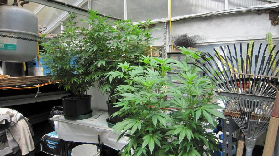 Gorilla Gelato - Ganja Seeds. Week 14 - Gorilla Gelato - GG - 1 Plant, on the right.