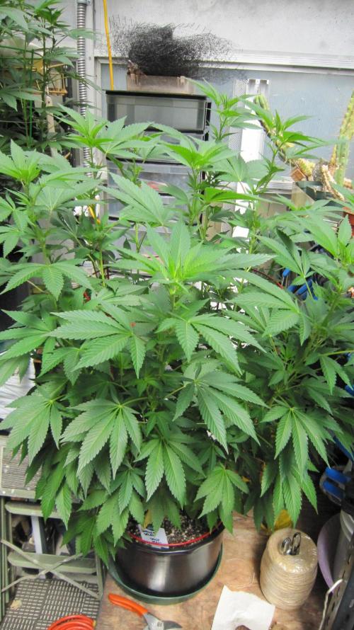 Gorilla Gelato - Ganja Seeds. Week 14 - GG