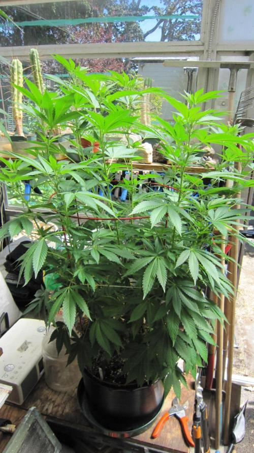 Gorilla Gelato - Ganja Seeds. Week 14 - GG