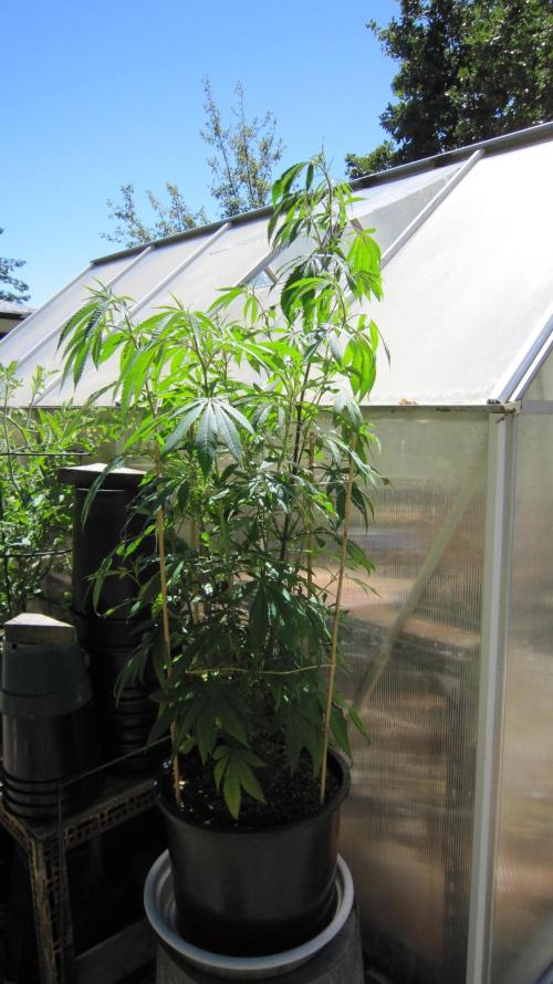 Gorilla Gelato - Ganja Seeds. Week 14 - Sister GG is Outside.