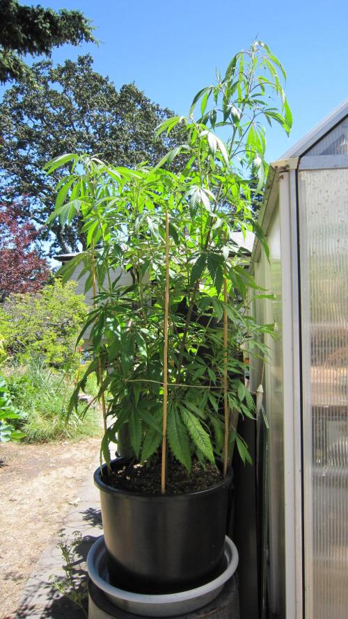Gorilla Gelato - Ganja Seeds. Week 14 - Sister GG - Keeping the roots cool, and the leaves in the sun.