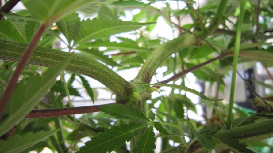 Gorilla Gelato - Ganja Seeds. Week 14 - GG