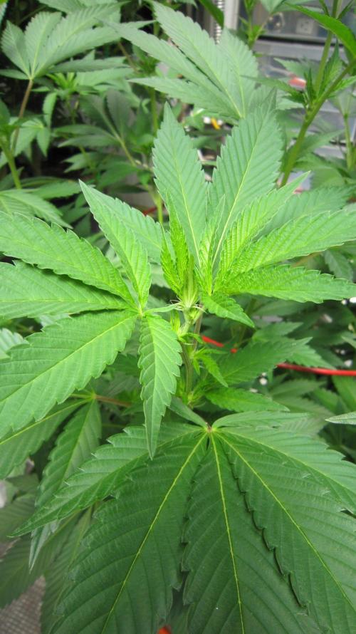 Gorilla Gelato - Ganja Seeds. Week 14 - GG