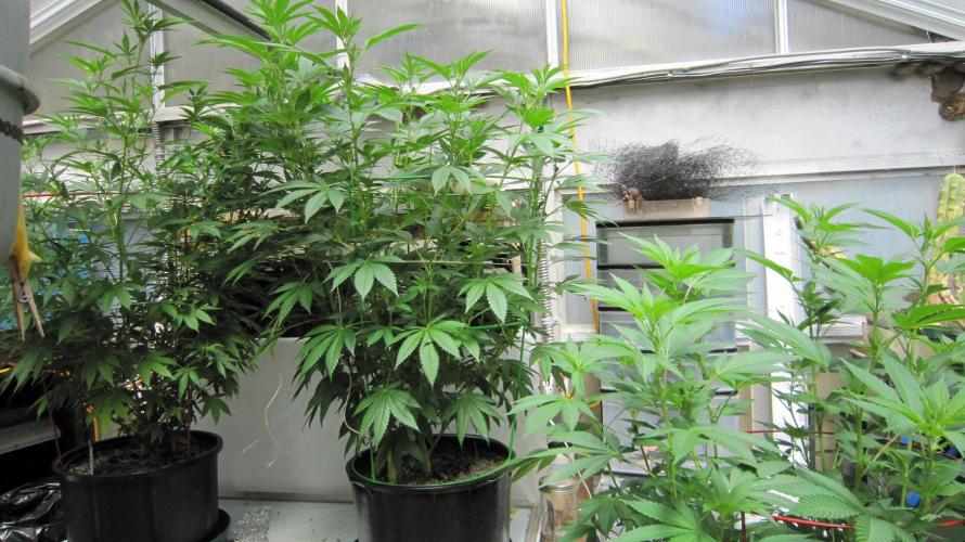 M.A.C.-Sensible Seeds-Premium Selection. Week 15 - Banana Gold Rush - BGR - 1 Plant - In the middle - Being forced to flower.