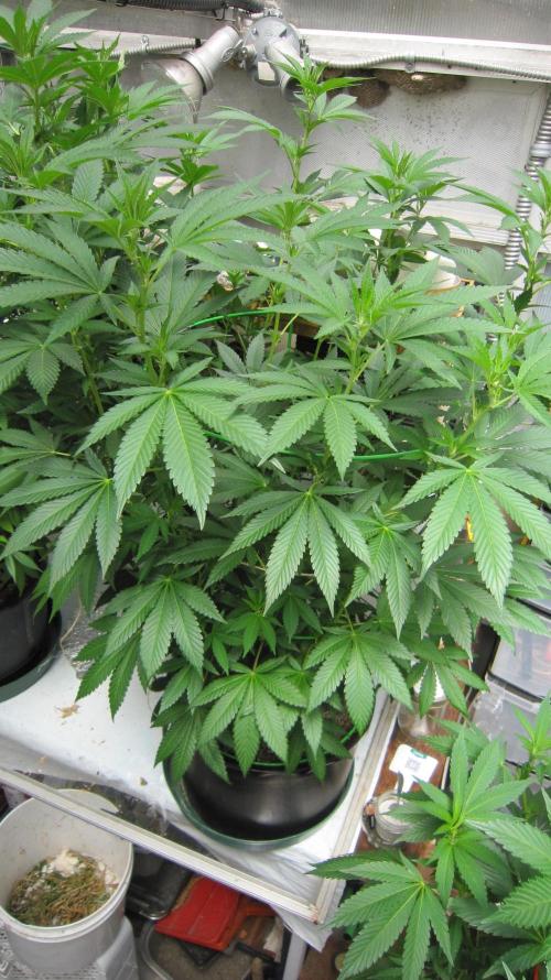 M.A.C.-Sensible Seeds-Premium Selection. Week 15 - BGR